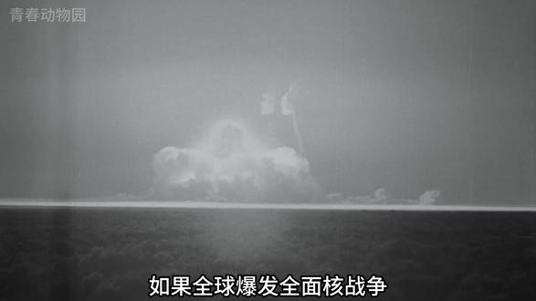 人类消失后,谁会是下一个智慧生命? #地球 #海洋 #远古文明 #动物科普