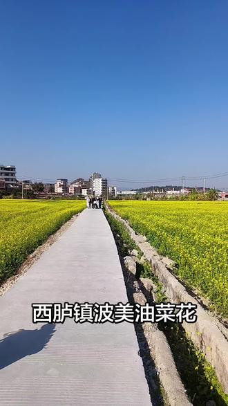 西胪坡美《油菜花🌸》
