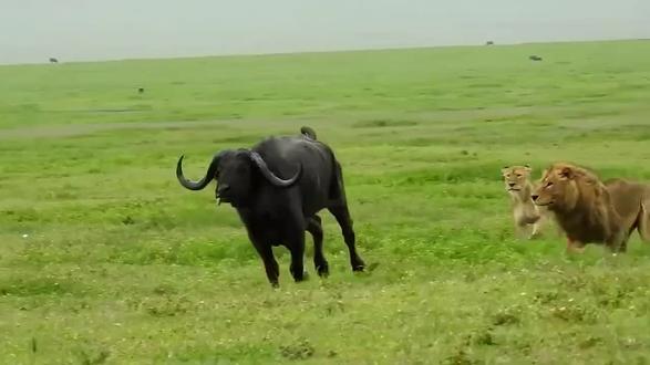 老狮王逮住一头落单的水牛,直接把水牛撂倒在地,然后开始锁喉#动物纪录片 #弱肉强食的动物世界 #野生动物