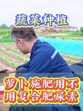 萝卜出苗后如何追肥#三农 #萝卜 #农业种植 #种植蔬菜 #农业种植