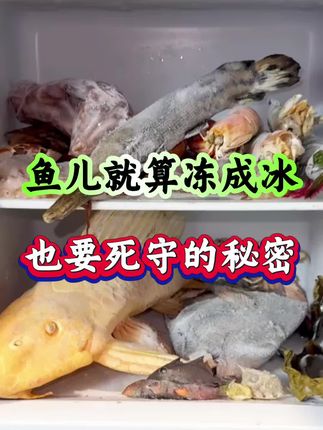 就算鱼儿冻成冰,也要死守的秘密#养鱼小知识#养鱼经验分享#养鱼小妙招#养鱼人