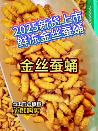 2025新货鲜冻金丝蚕蛹#口感特别好