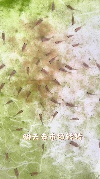 好鱼都是筛出来的#泰狮繁殖#新手养鱼#鱼友#金鱼#泰狮