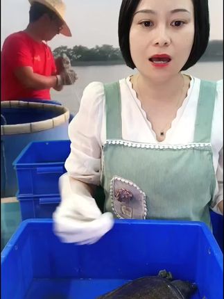 洞庭湖鲜甲鱼,野生放养,滋补佳品! 今天又是一天忙碌的一天!感谢大家的支持与信任!明天继续努力!#海鲜#甲鱼#生态甲鱼#源头好生鲜#优质农产品