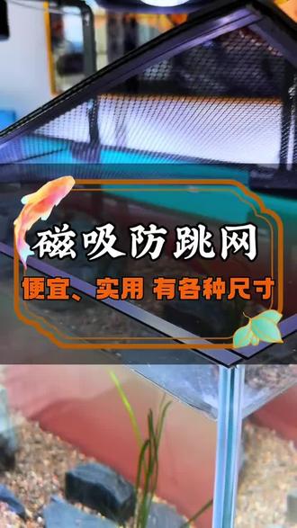 磁吸防跳网!乌龟雷龙鱼再也跳不出缸啦! 新型磁吸设计自动贴合,可裁剪易安装,防跳防逃超省心,雷龙鱼、乌龟、爬虫都能用~#溪流缸 #水族 #观赏鱼 #乌龟 #我家崽就是我的全能搭子