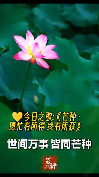 今日之歌 二十四节气之《芒种·愿忙有所得 终有所获》 #2026您好⚡ 今日闪拍:✨“唯爱与生命不可辜负”~💛“心中有爱 分享无碍”~歌海拾趣之~好歌好词好曲好好唱~音乐是比一切智慧、一切哲学更高的启示~音乐是心灵的共振,唱歌是身心的共鸣——既能独处疗愈,亦能连接众生……
“世间万事皆同芒种”~咱首发今日之歌,祝大家
💛《芒种·愿忙有所得 终有所获》
……
🌈
颗粒归仓
是给大地的交代
笔尖划过是给青春的告白
芒种
忙过自会有芬芳
踩实每一步就不用慌
手里攥着滚烫的向往
岁月不会把耕耘遗忘
蝉鸣
绕着教学楼转
背包压着磨旧的橡皮转
前人
种下的麦穗已经黄
我们埋下的梦正要生长
没有平白掉下来的晴朗
没有空等来的金榜荣光
脚下的路
一步一步量
要去摘最远的那束光
风过
麦田晃了晃穗芒
笔尖带笑我答得坦荡
一分耕种换得一分香
今日的汗水会开成花
芒种
忙过自会有芬芳
踩实每一步就不用慌
手里攥着滚烫的向往
时光不负赶路的儿郎
……
🌈世间万事皆同芒种:
人生中所有重要的事情,都像芒种这个节气一样,🟨既要及时“收割”成果,🟨又要立刻“播种”未来
理解这个比喻,可以抓住芒种节气的两个核心特征
1、 “收”与“种”同时发生:芒种时节,农民既要收割成熟的夏麦,又要马不停蹄地插秧种稻。错过几天,收成和来年都会受影响
2、承前启后的节点:它不是单纯的结束(收获),也不是纯粹的开始(播种),而是一个一边总结过去,一边开启新阶段的关键时刻
引申到人生的三层含义
第一层 没有一劳永逸的收获
任何目标的达成(如项目结项、考试通过)都不是终点。紧接着就会有新的挑战、新的责任需要你去“播种”。成功之后立刻面对新的开始,是常态
第二层 关键节点必须全力以赴
芒种的“忙”是耽误不起的。🟨人生中许多关键阶段(如毕业求职、事业转型、养育子女)也需要你同时处理多项重要任务,无法拖延,只能打起精神“抢收抢种”
第三层 付出与回报需要耐心等待
你此刻“种”下的努力(学习、健康、关系),不会立刻看到结果。就像种稻要等秋天,你需要相信当下的耕耘,会在未来某个时节给你回报
总结
这句话的核心精神,和“朝夕不倦”(从早到晚不懈怠)一脉相承——人生不是到达某个点就可以永远休息。它鼓励我们:在取得成绩时保持清醒,准备迎接新挑战;在忙碌焦灼时看到意义,因为此刻正是承上启下的关键;用勤勉的日常,换取时光不辜负的芬芳……