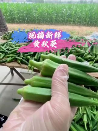 水果秋葵现摘新鲜黄秋葵生吃时令青椒蔬菜脆嫩羊豆角露天黄秋葵#蔬菜 #快来一起尝个鲜 #秋葵 #营养 #优质农产品