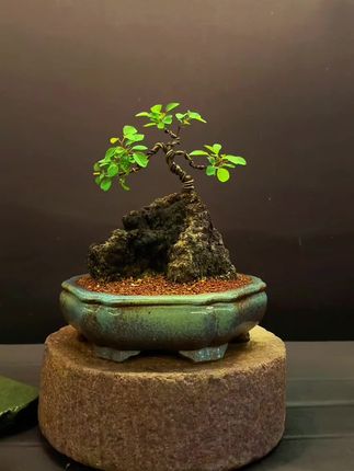 枯是底色,荣是绽放.
