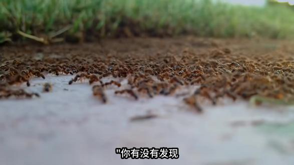 为什么蚂蚁要排队走? 蚂蚁排队不是纪律,是化学导航!#科普 #蚂蚁