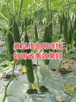 告别根结线虫,让瓜果蔬菜长得壮! 蔬菜、水果类作物易受病害侵扰!试试这款防治产品!#三农#农业种植#农资肥料#叶面肥#种植小技巧