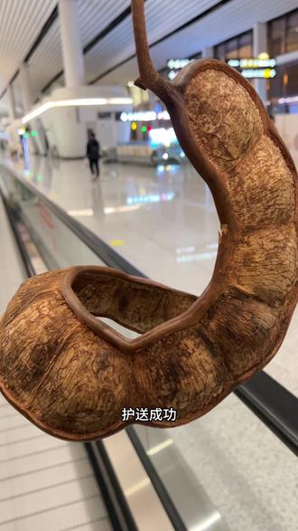 这可能就是不到50的快乐吧!!! 从西双版纳坐飞机回北京的大豆荚🫛
#旅行碎片vlog #在搞一种很新的旅行vlog #大豆荚 #西双版纳 #旅行推荐官