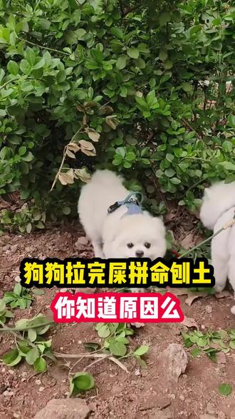 狗狗为什么拼命刨土 狗狗为什么拼命刨土#养狗小知识 #养狗经验分享 #科学养宠攻略 #养狗人 #养宠进阶指南