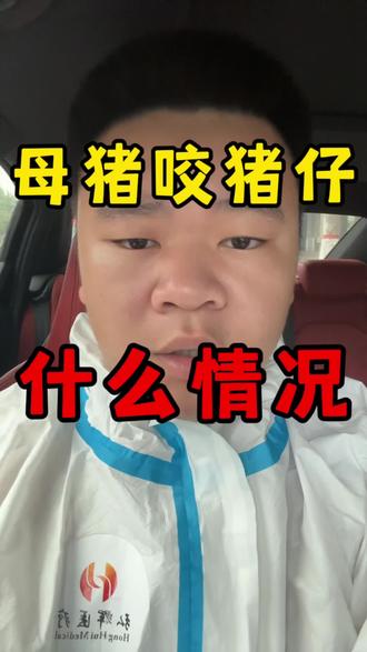 为什么你的母猪老是咬猪仔?#母猪咬小猪