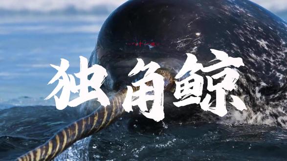 神秘的海洋生物 深海独角鲸的神秘 独角鲸的角被赋予了神秘的色彩,你了解它们么? #动物世界 #动物科普 #独角鲸 #创作者扶持计划中心