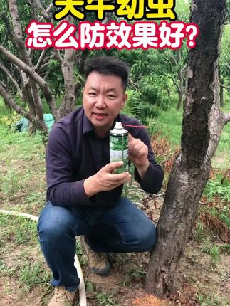 #天牛 #天牛幼虫 #天牛克星 #果树 #果树管理