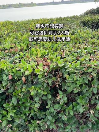 #洗手液 #戴可思 #婴幼儿洗手液 #母婴