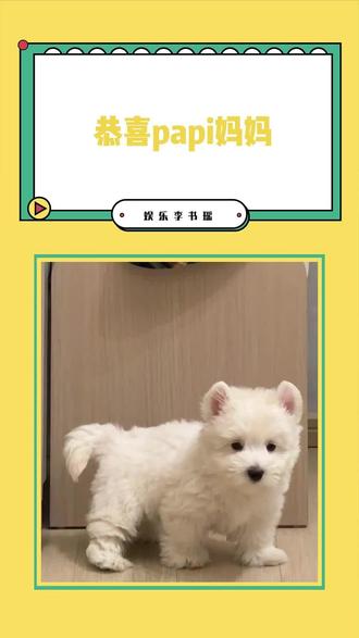 感谢papi妈妈的坚持,她是在黑夜举灯的人。 #papi #西高地 #维权 #小狗