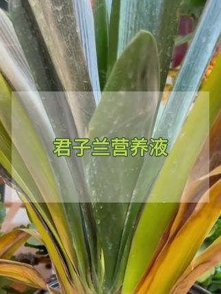 如果你的君子兰出现了叶子发黄、烂叶甚至烂根的情况,那就要给它补充养分了,就用这个君子兰营养液,#君子兰开花 #君子兰养护 #君子兰营养液 #君子兰养护技巧 #君子兰盆栽