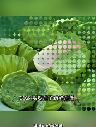 洪湖新鲜嫩莲蓬莲子米鲜嫩生吃水果莲子现摘现剥清甜脆嫩3/斤 #好物推荐 #热卖 #爆款