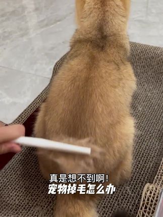 宠物梳毛梳子猫咪狗狗嘴毛梳子密齿小排梳面梳整理眼部针梳跳蚤梳