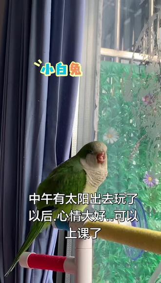 中午出去玩了.木木心情大好!可以上课了!小白兔教学开始!#动物的迷惑行为 #木木 #和尚鹦鹉 #和尚鹦鹉说话 #鹦鹉