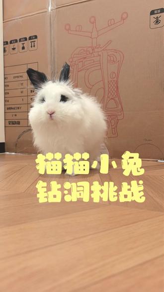 小兔跟奥利奥并列第一~ 猫猫小兔钻洞挑战2.0#猫咪挑战 #萌宠出道计划 #猫猫小兔 #铲屎官疯了 #兔兔🐰
