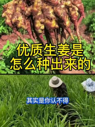 #生姜种植 #生姜高产 #生姜高产配方