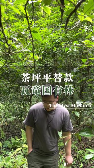 瓦竜国有林:果甜野韵,厚重协调 #瓦竜 #蛮砖 #古六大茶山 #刮风寨 #茶坪
