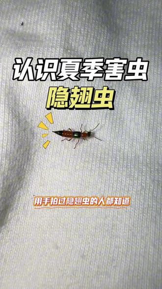 这只虫子你可能不认识,但不能不认识,它就是梭毒隐翅虫,又称青腰虫,跟蠼螋有几分相似。用手拍过隐翅虫的人都知道,一旦用手拍打、皮肤就会被虫子的体液腐蚀、引发皮炎。每年夏天的6到10月份是隐翅虫的活跃时段,这种毒虫天敌很少,一旦泛滥就是一窝。隐翅虫具有向光性和向高性,夜晚会循着灯光成群钻入室内,住的越高越需要注意防范这种毒虫。预防隐翅虫,提前预防大于消灭,夜晚可以减少开窗,拉上窗帘减少灯光外照,如果虫害较为严重,也可以搭配使用这款隐翅虫杀虫剂!#隐翅虫的危害 #隐翅虫皮炎 #夏季毒虫 #隐翅虫怎么预防消杀 #隐翅虫杀虫剂