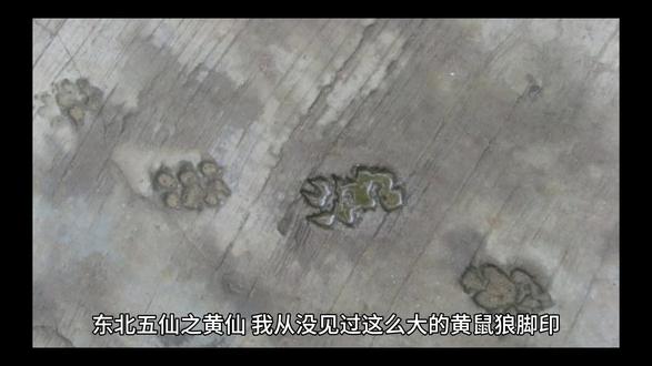 东北五仙之黄仙 #民间故事 #灵异故事 #奇闻异事