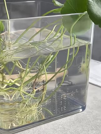 方形长方形大口径铜钱草花盆、水培绿植花瓶桌面阳台摆件塑料仿玻璃花盆#透明花瓶#方形花盆#养花养鱼#塑料花瓶#水培植物