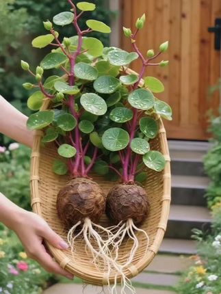 #绿植盆栽 #花卉绿植 #红藤山乌龟 #绿植花卉 #室内盆栽