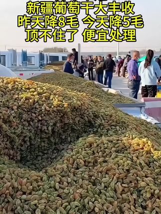 新疆无籽无核葡萄干新疆特产酸甜零食 树上黄#优质农产品 #新疆葡萄干 #好吃不贵经济实惠#上热门