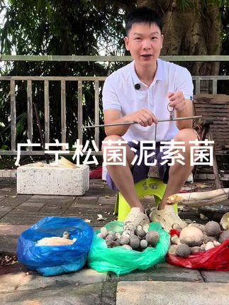 广宁松菌清蒸好吃