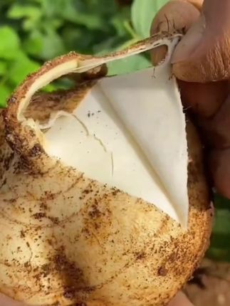 贵州凉薯新鲜白地瓜脆甜现挖地萝卜水果生吃沙地凉瓜批发无渣沙葛#地萝卜#凉薯#现挖现发 #脆甜多汁 #口感特别好