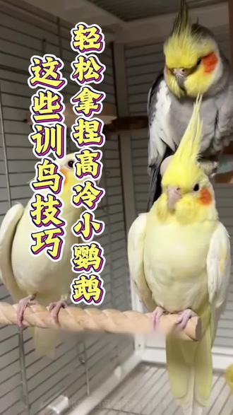#手养鸟 #鹦鹉#鹦鹉鹦鹉萌萌哒逗鹦鹉 #宠物知识,这些训鸟小技巧学会了轻松拿捏你家高冷小鹦鹉