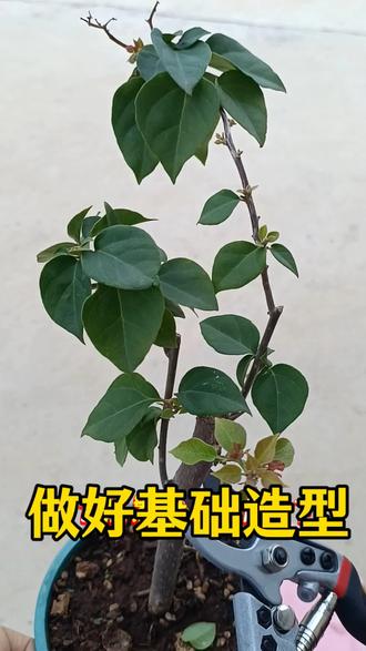 小苗做好基础造型,慢就是快#爱生活爱养花#养花小知识#花卉绿植#家庭养花#三角梅