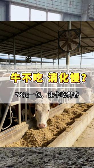牛不爱吃料,消化差,愁死了怎么办? #三农 #牛羊养殖 #养殖人加油 #养殖