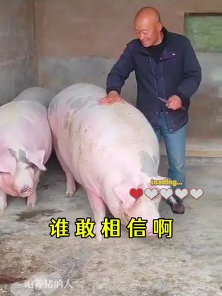 育肥猪这样喂 节省饲料出栏早#育肥猪 #育肥猪催肥 #养猪 #三农 #养猪技术