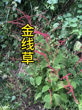 金线草有小毒别名化血七、人字草…  #植物科普 #大自然的馈赠 #识百草