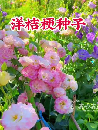 洋桔梗又叫无刺玫瑰,开花艳丽,花期还长阳台花盆小院均可种植