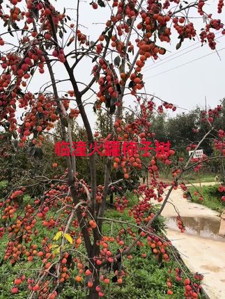 上播福利#柿子树