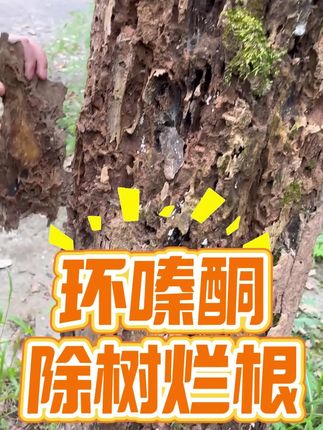 环嗪酮除树烂根#杂竹净环嗪酮 #除大树 #除杂竹