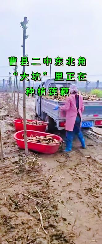 #真实生活分享计划 曹县二中东北角的“大坑”里,正在种植莲藕。这里将不再仅仅是一个普通的角落,而将成为集生态景观、文化休闲、心灵栖息于一体的校园新地标。