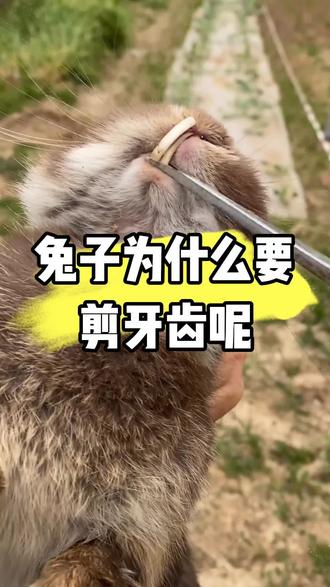 兔子为什么要剪牙齿呢 兔子为什么要
剪牙齿呢#养兔 #养兔人 #养兔知识 #养兔技术 #养兔技术分享