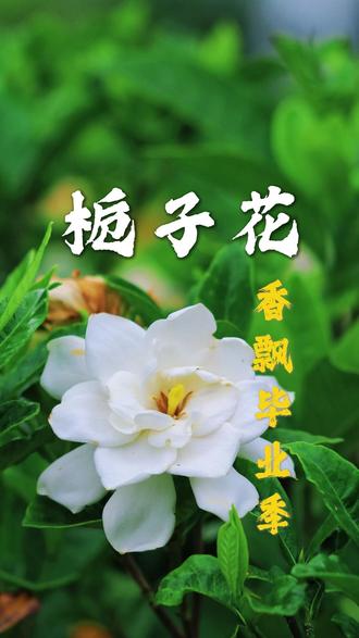 栀子花开 当《栀子花开》的音乐响起,当街头巷尾老奶奶的篮子里开始卖起香甜的栀子花,空气里又开始弥漫着淡淡的离别愁绪,毕业季的学子们又要奔赴山海。#栀子花开 #栀子花 #毕业季 #植物科普 #栀子染料