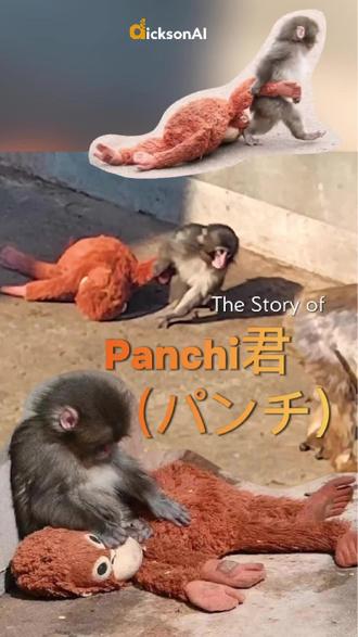 The Story of Panchi君(パンチ)Panchi-kun
https://youtube.com/shorts/mw-utxIdG5U
Panchi-kun is a cute baby macaque born in July 2025 at Ichikawa City Zoo, Japan. Abandoned by his mom soon after birth, he was hand-raised by keepers. They gave him an orangutan plush toy as his “mom” for comfort. he clings to it everywhere, so heartwarming yet sad.
Since January 2026, he’s been slowly joining the monkey troop. At first nervous and lonely, but now he approaches others, gets groomed by adults, plays together, and even gets hugs! Netizens are cheering him on: “Ganbare Panchi!” Keep growing strong, little one!
Panchi君(パンチ)是2025年7月出生於日本千葉縣市川市動植物園的可愛小猴子。出生不久就被母親棄養(疑似初產+炎熱天氣),園方改用人工哺育。為了減輕孤單,飼育員給了他紅毛猩猩布偶當「媽媽」,從此吃飯睡覺走路都緊抱不放,超療癒卻讓人心酸。
2026年1月起進入猴山猴群,一開始緊張常獨自抱偶躲旁邊,或衝過去抱飼育員大腿。但現在進步了!會主動靠近其他猴子、被成年猴捉蝨整理毛、一起玩耍還被大猴抱抱。網友超感動,留言「加油!」「がんばれパンチ!」希望他完全融入,找到快樂小夥伴。Panchi君,繼續加油!
#panchi , #Panchi君 , #パンチ , #Panchikun ,#punch