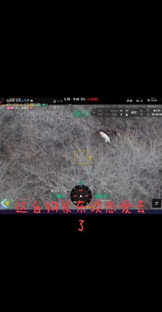 继白漂亮上班谈恋爱,又一白狗上班谈恋爱,人家都忙着找猪,蒙东忙着谈恋爱#西北刀客公益护农#西北机油手#西北刀客徐晒晒#西北刀客摄影师李