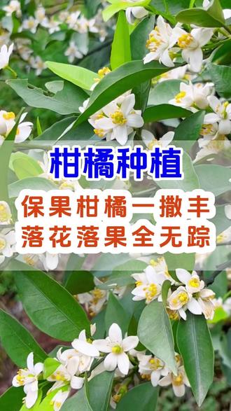 柑橘种植 柑橘第一次保果药用对了,落花落果全搞定
#柑橘保果 #脐橙 #耙耙柑 #沃柑 #砂糖橘