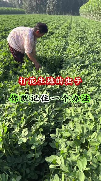 打花生地的🐛,你就记住一个方法#花生地下害虫 #花生蛴螬 #花生青虫 #虫害防治 #农资好物推荐